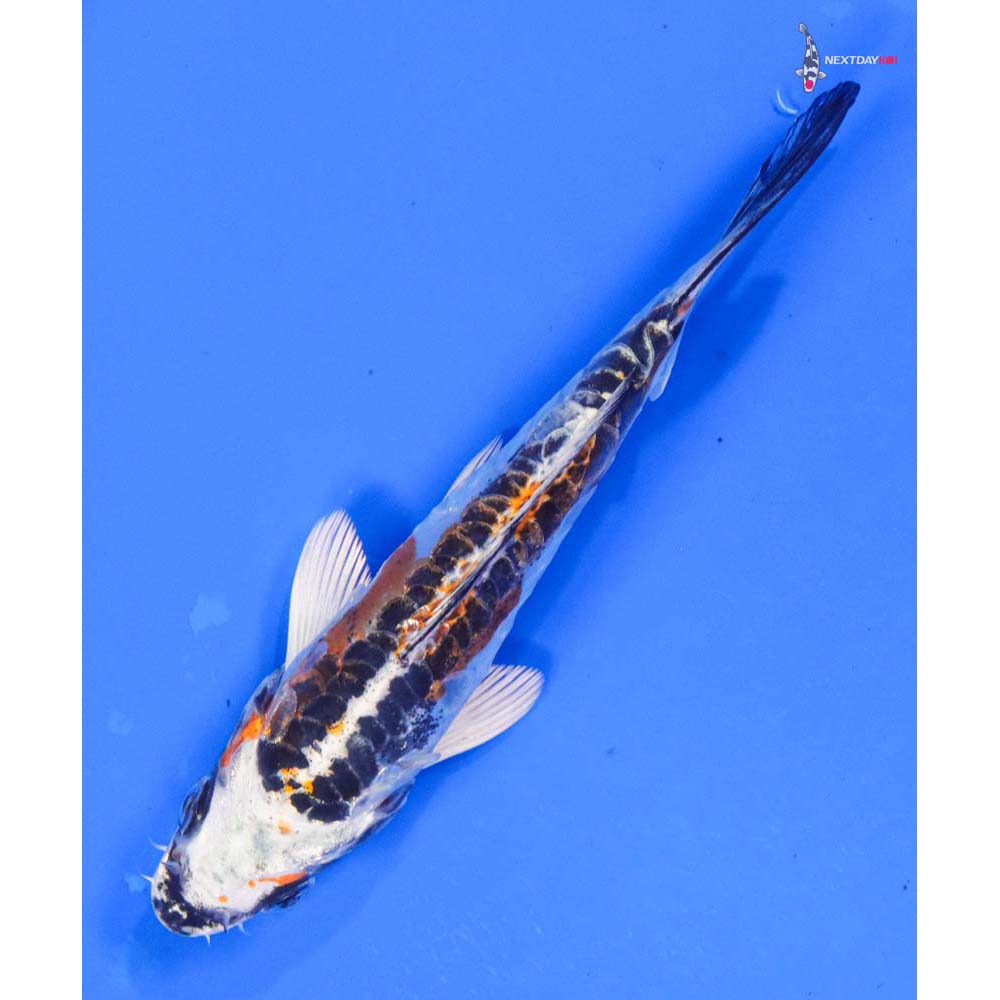 5” Imported Doitsu Kujaku