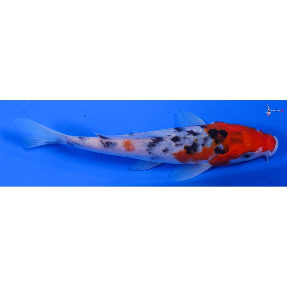 5.5” Imported Sanke