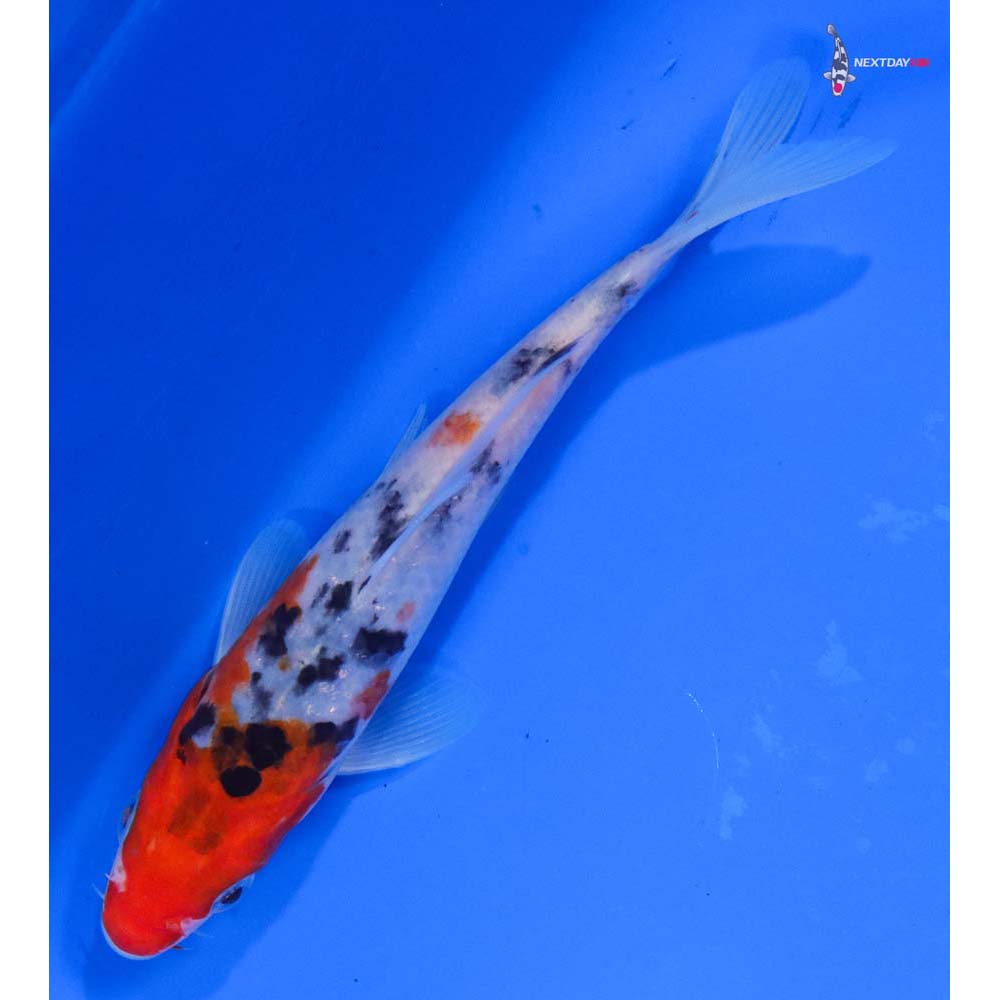 5.5” Imported Sanke