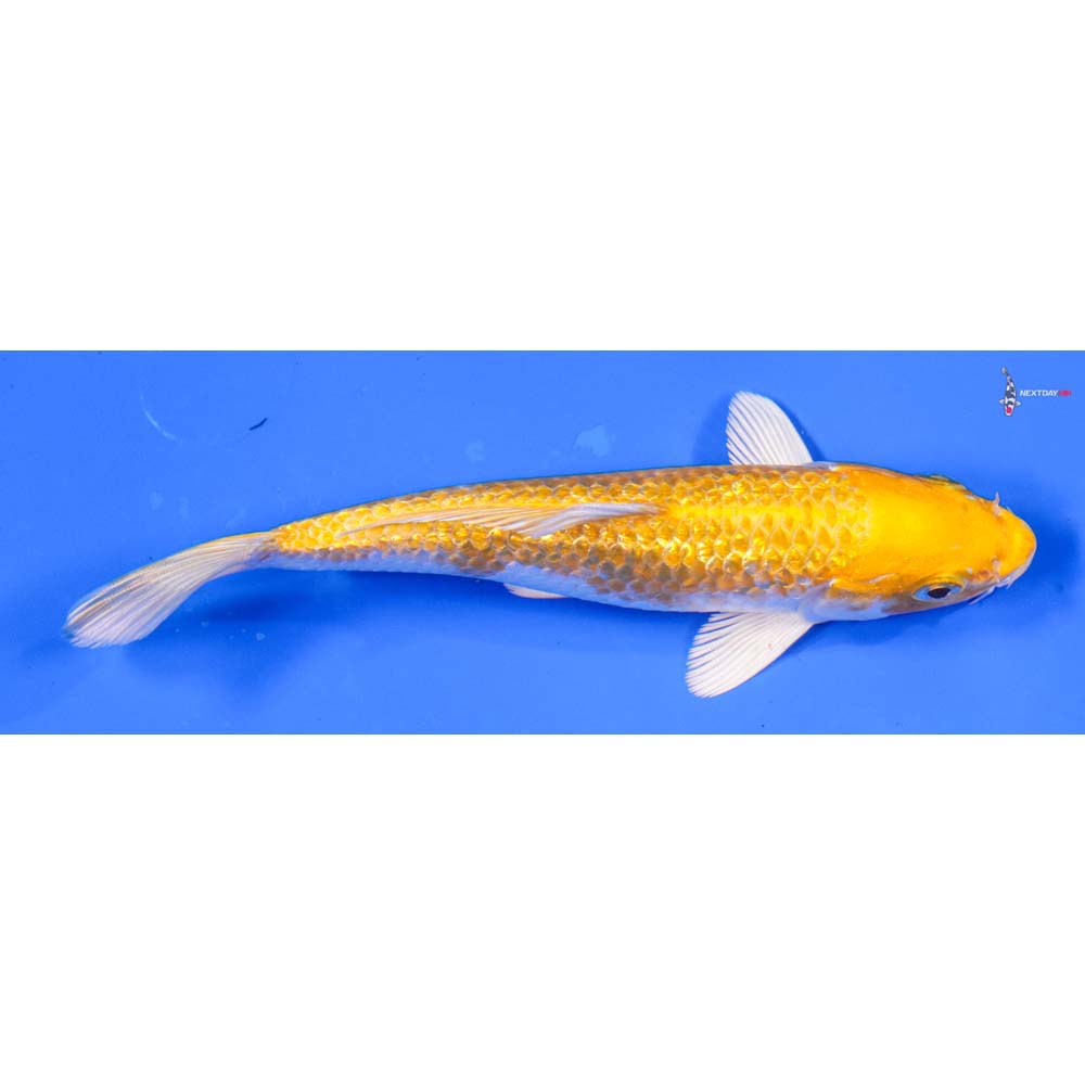 5.5” Imported Gin Rin Lemon Hariwake