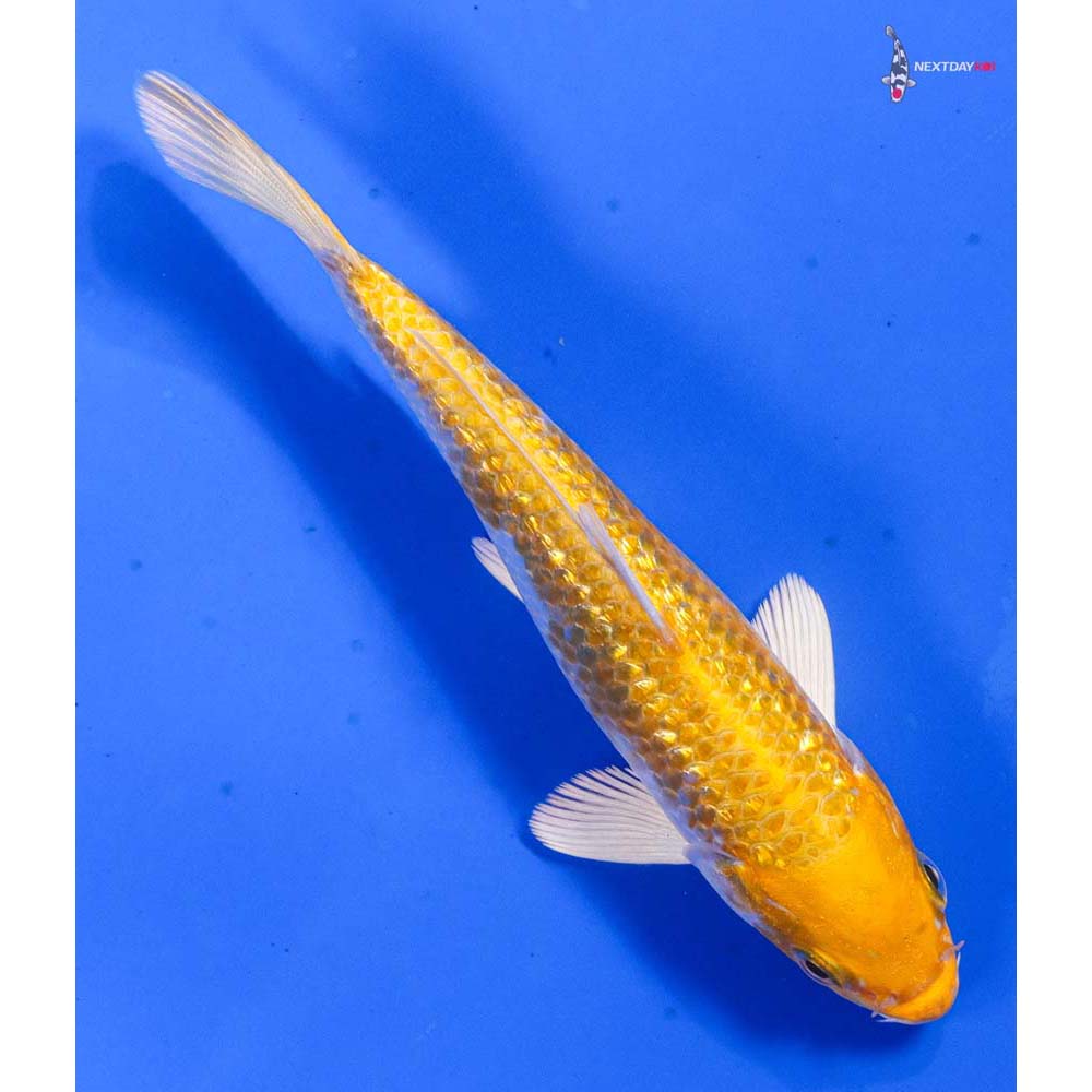 5.5” Imported Gin Rin Lemon Hariwake