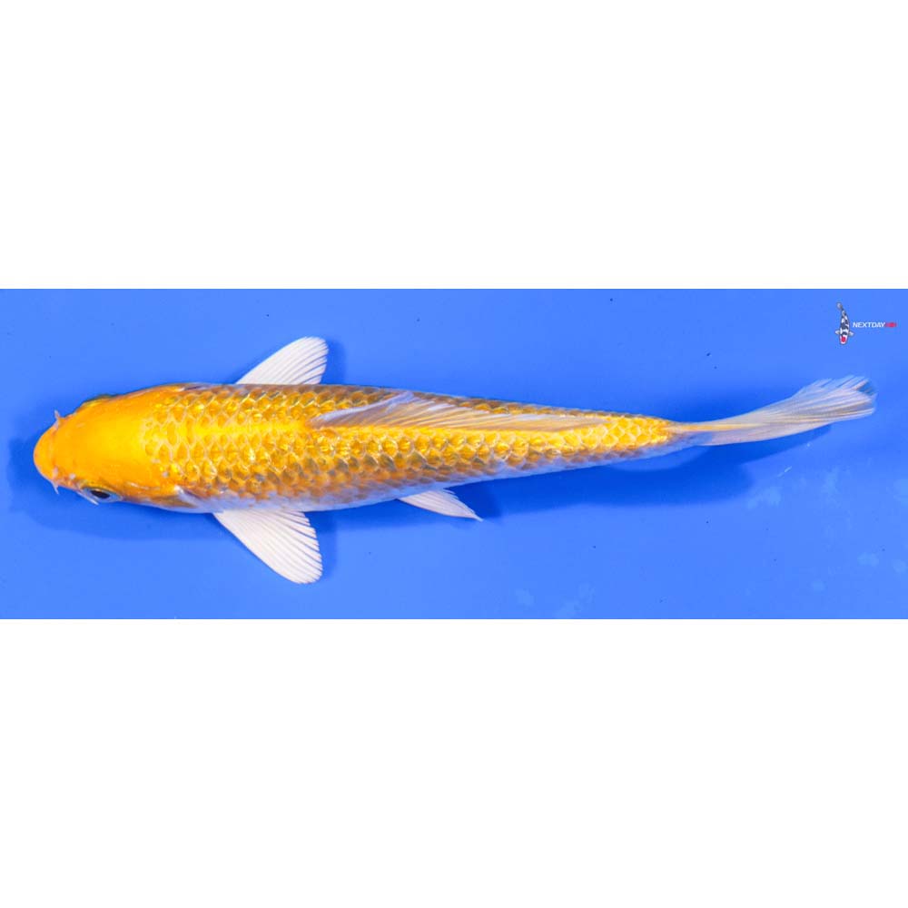 5.5” Imported Gin Rin Lemon Hariwake