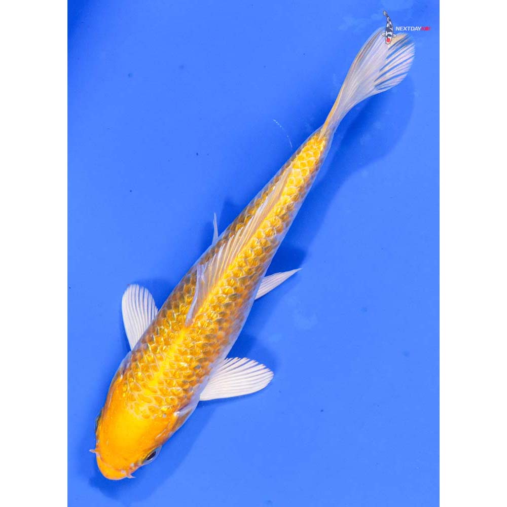 5.5” Imported Gin Rin Lemon Hariwake