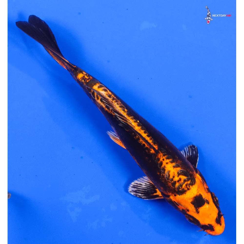 5.5” Imported Kin Kikokuryu