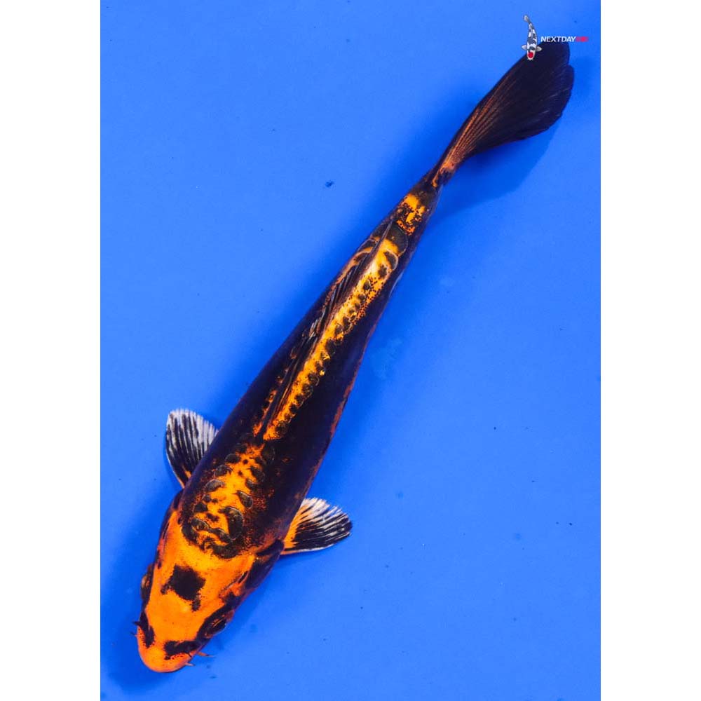 5.5” Imported Kin Kikokuryu