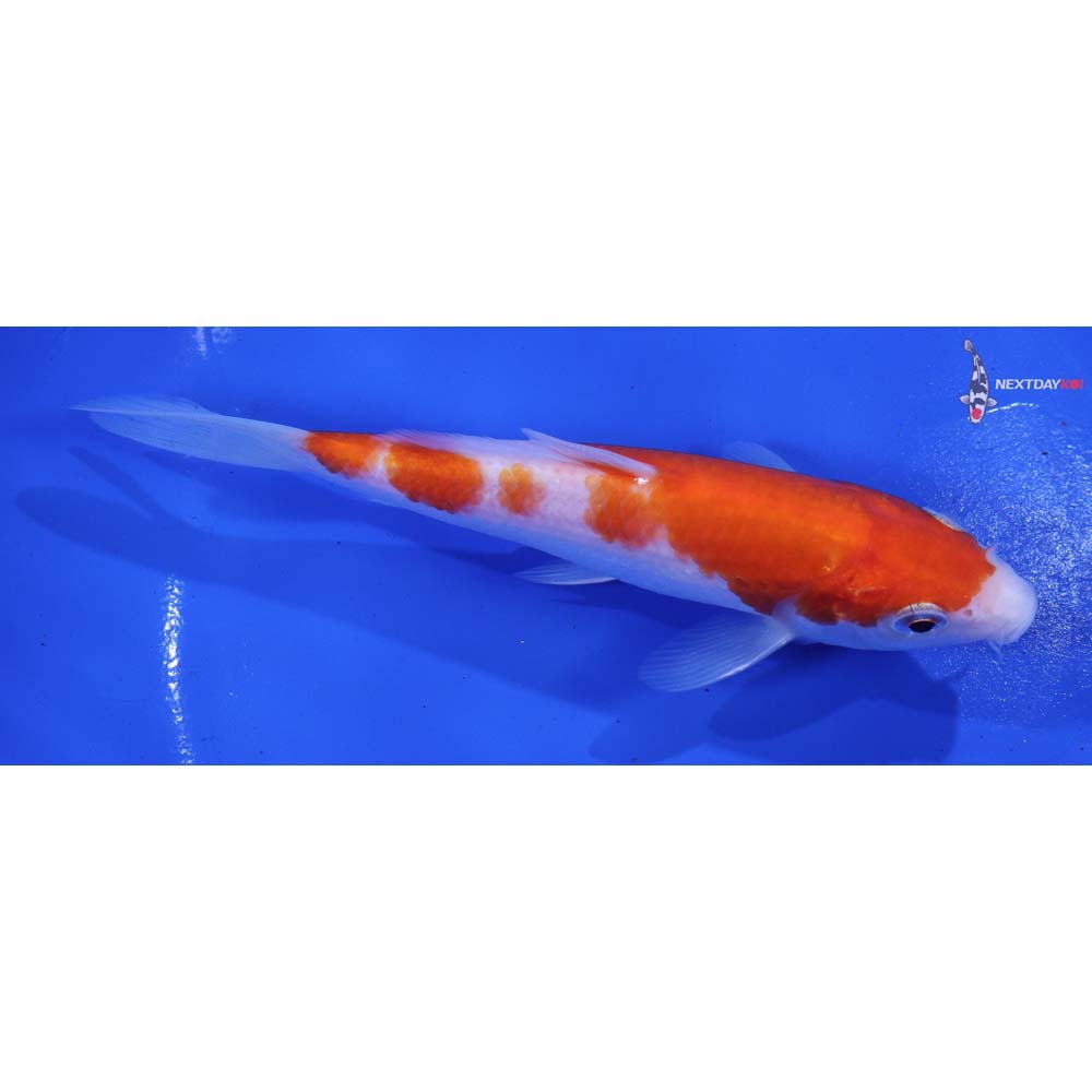 5.5” Imported Kohaku
