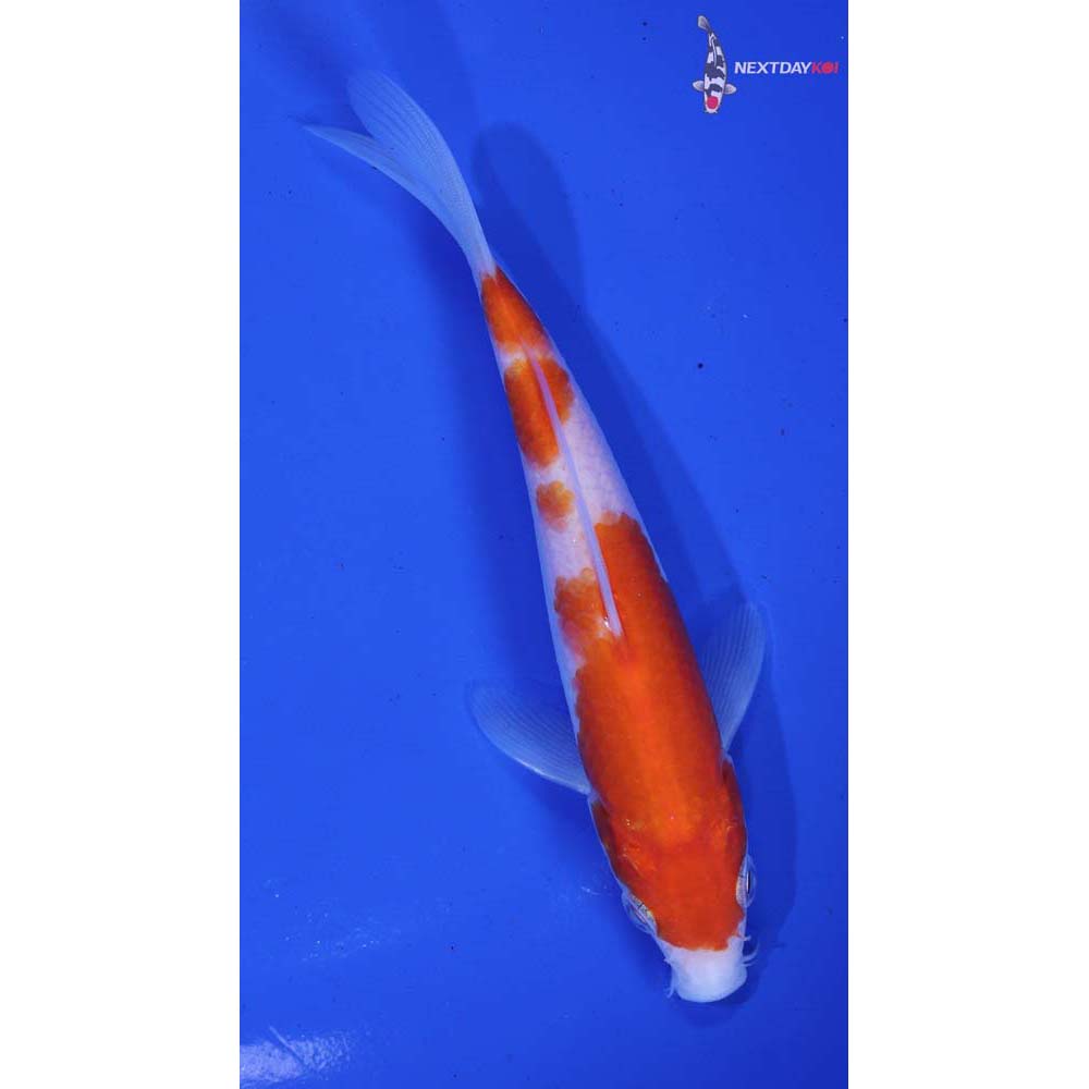 5.5” Imported Kohaku