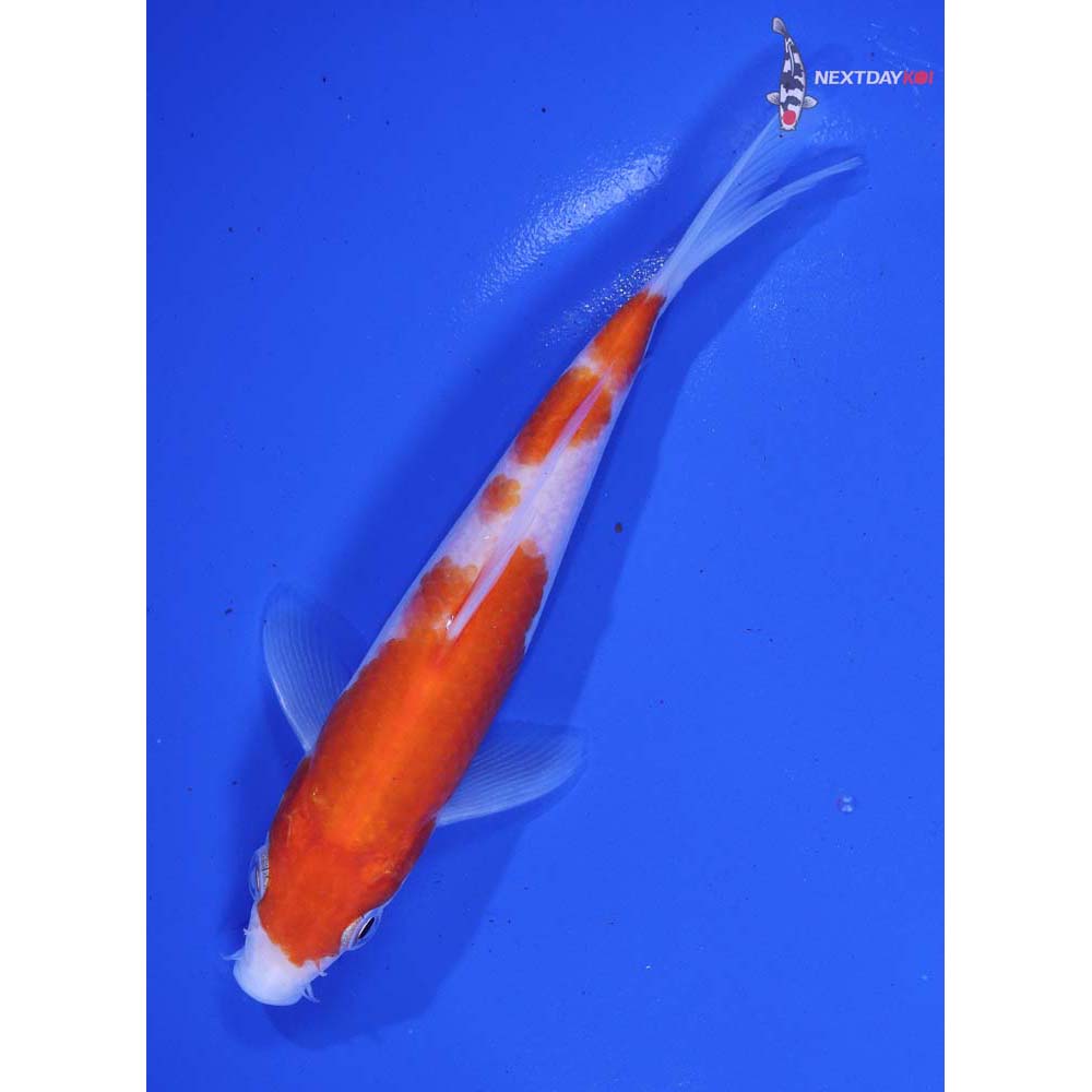 5.5” Imported Kohaku