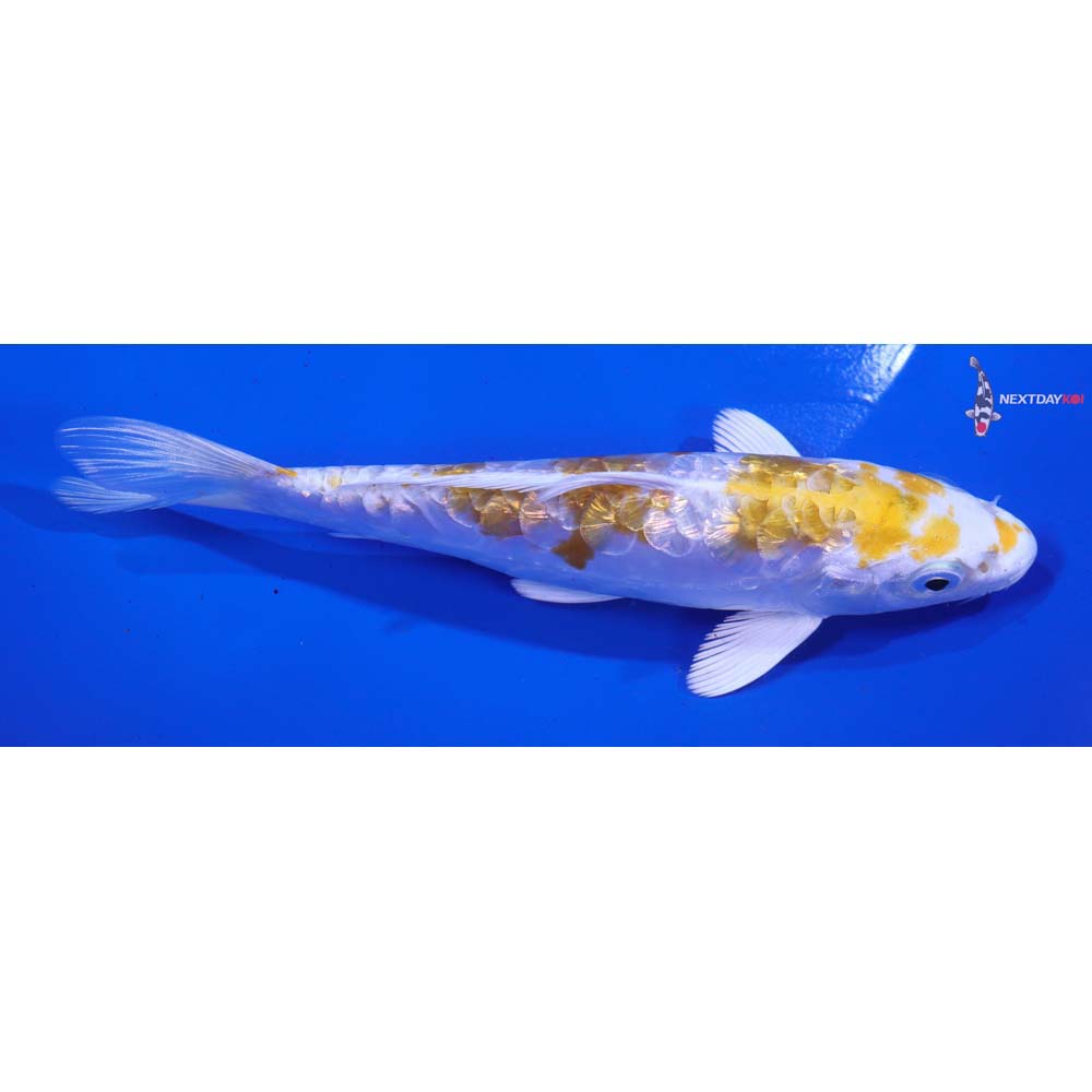 5.5” Imported Doitsu Gin Rin Lemon Hariwake