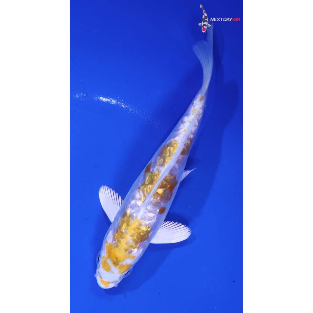 5.5” Imported Doitsu Gin Rin Lemon Hariwake