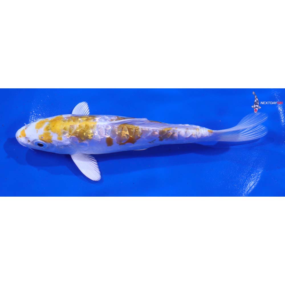 5.5” Imported Doitsu Gin Rin Lemon Hariwake