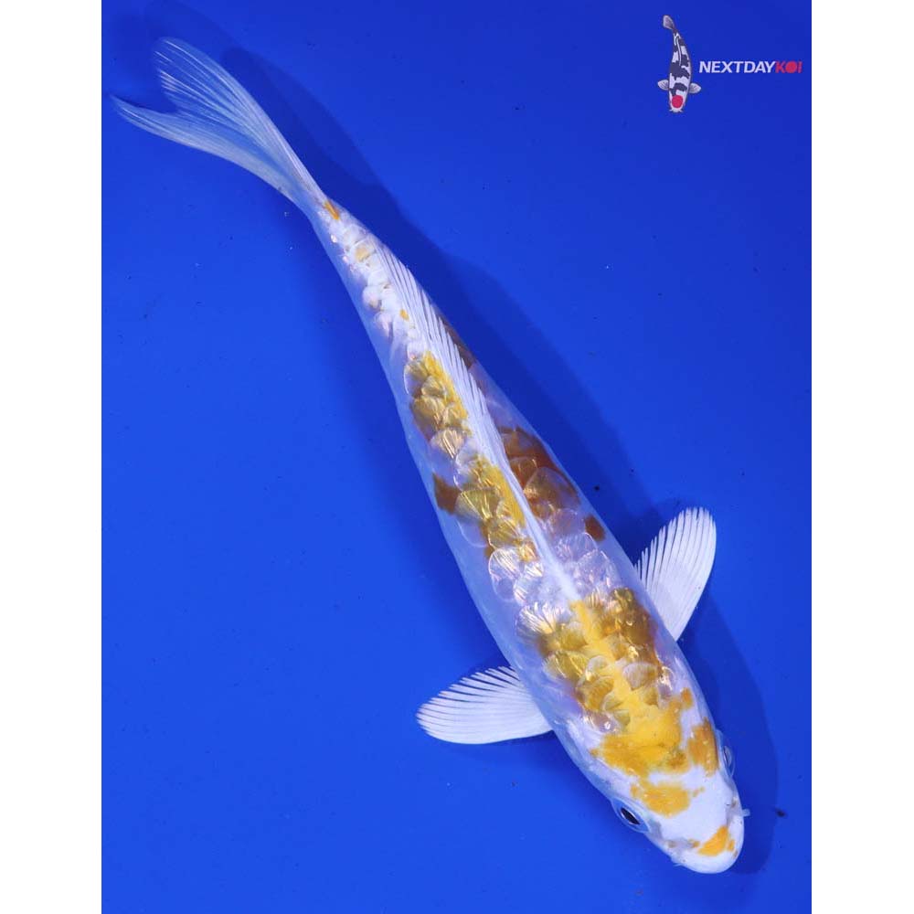 5.5” Imported Doitsu Gin Rin Lemon Hariwake