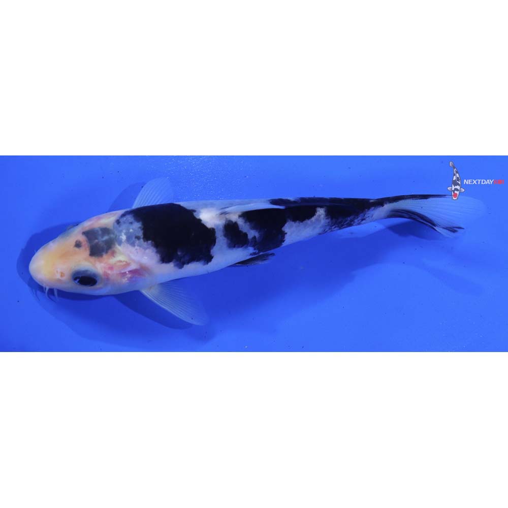 5.5” Imported Matsukawabakke