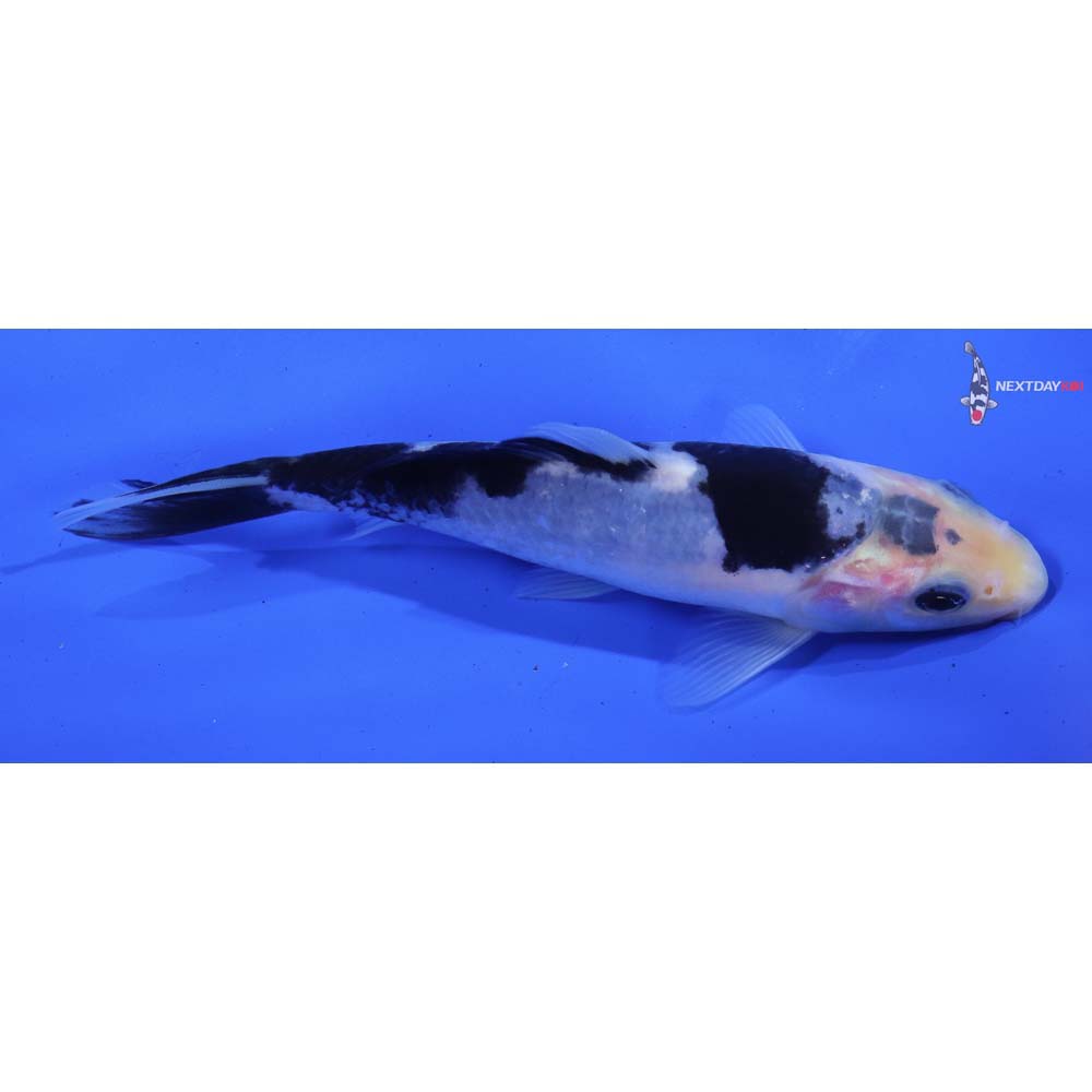 5.5” Imported Matsukawabakke