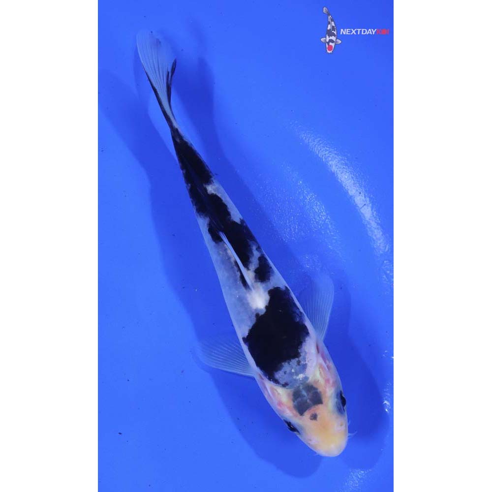 5.5” Imported Matsukawabakke