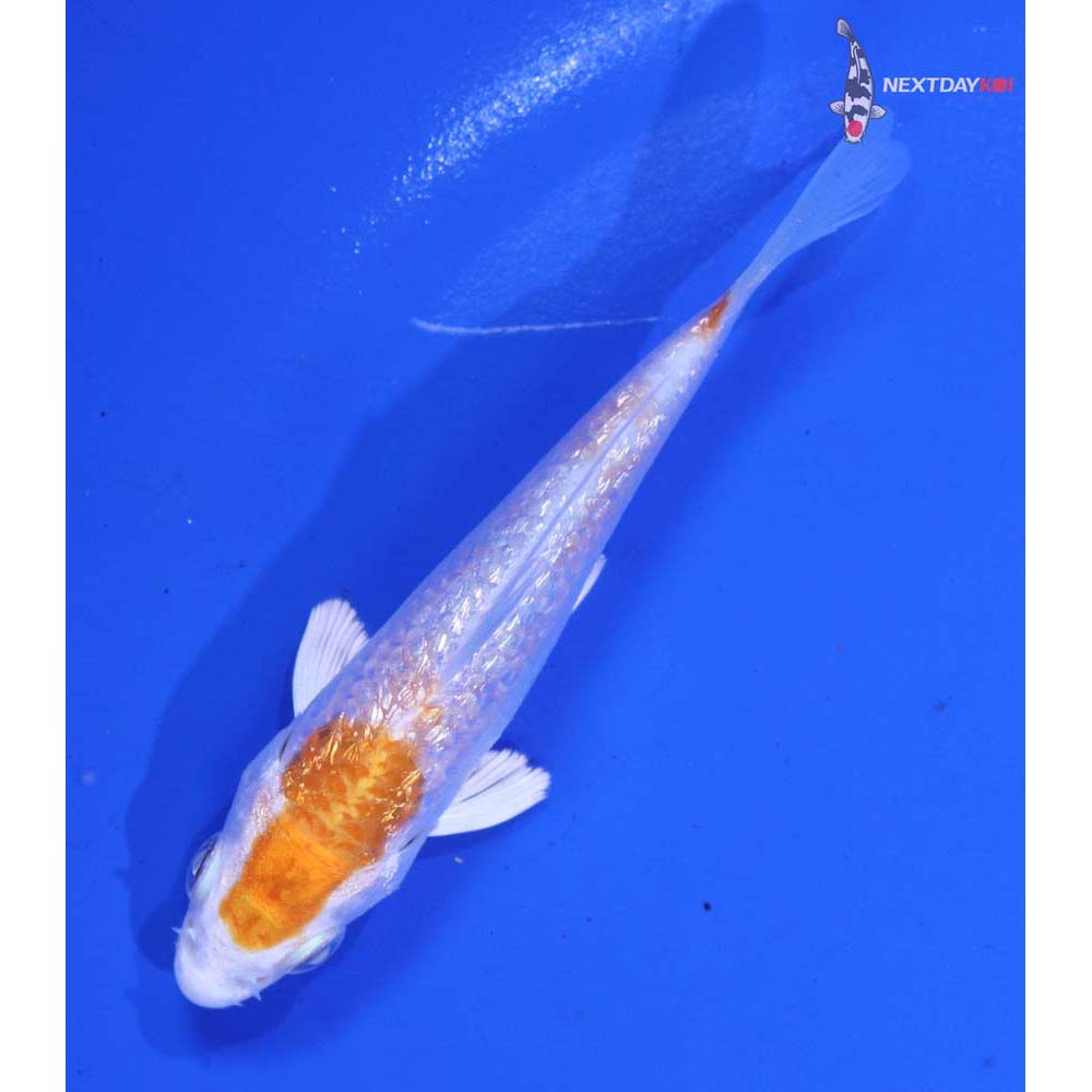 3.5” Imported Gin Rin Hariwake