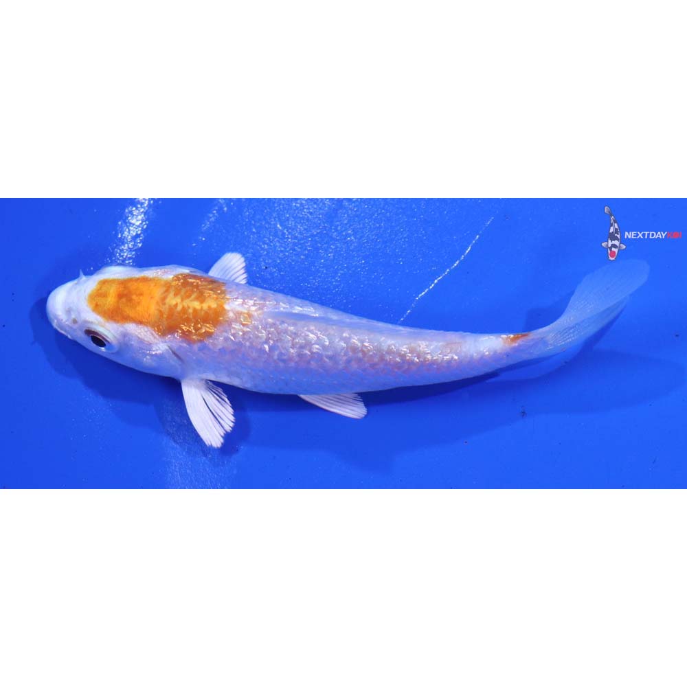 3.5” Imported Gin Rin Hariwake