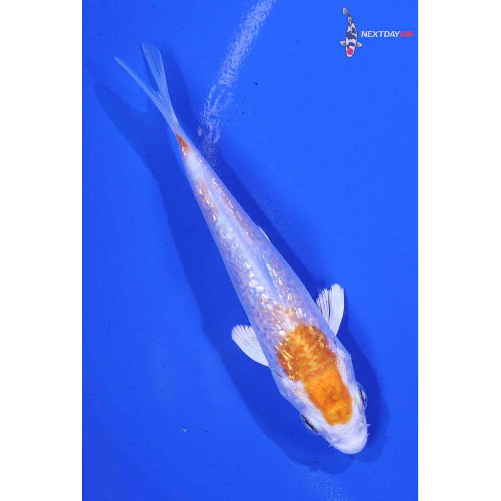 3.5” Imported Gin Rin Hariwake