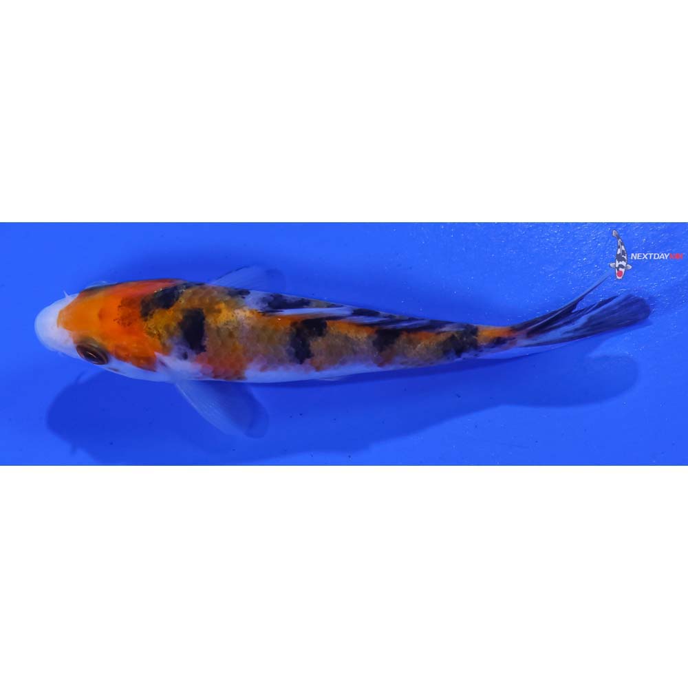 3.5” Imported Sanke