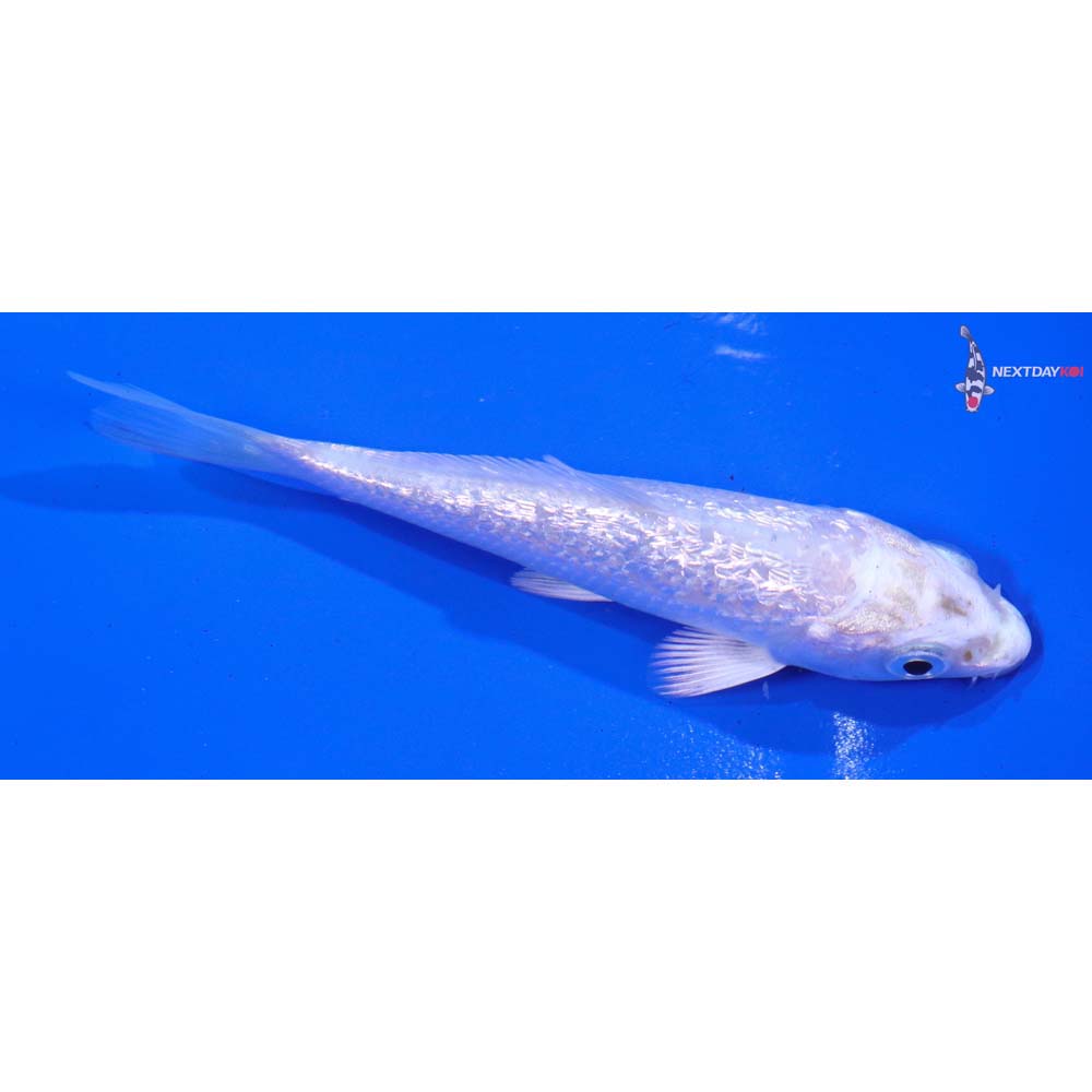 3.5” Imported Gin Rin Platinum Ogon