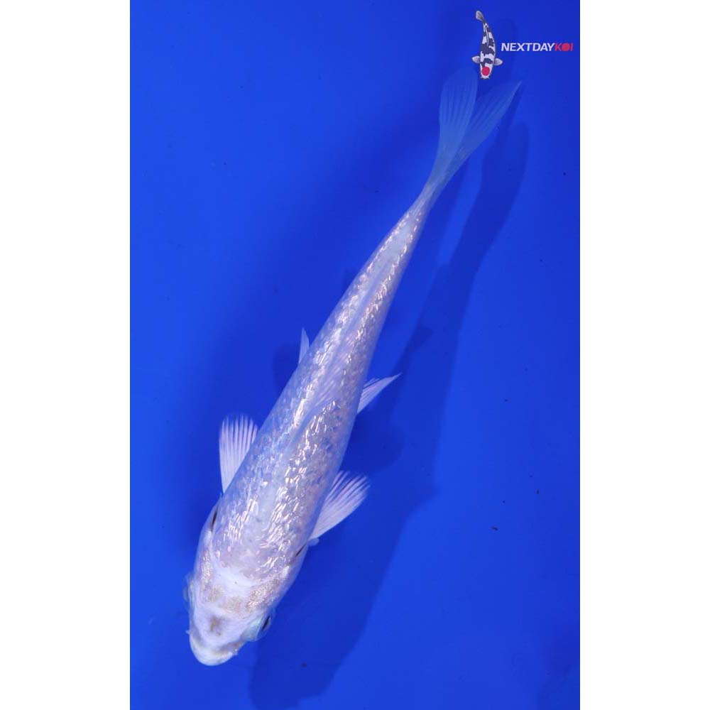 3.5” Imported Gin Rin Platinum Ogon