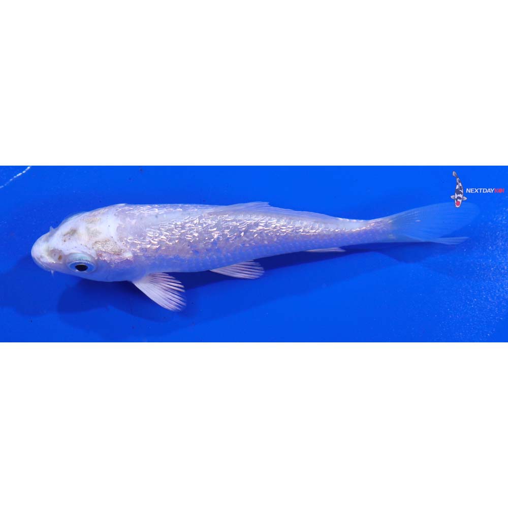 3.5” Imported Gin Rin Platinum Ogon