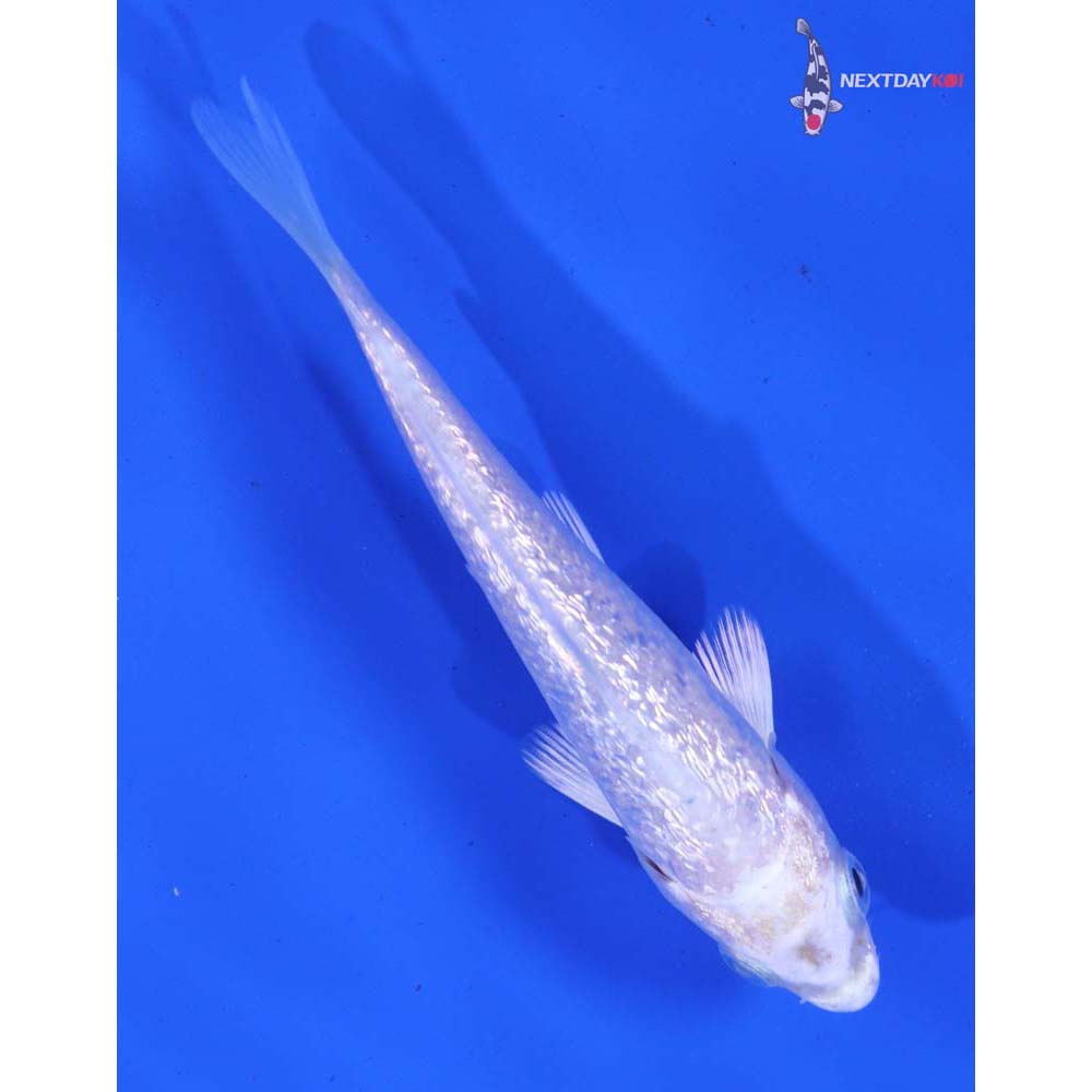 3.5” Imported Gin Rin Platinum Ogon