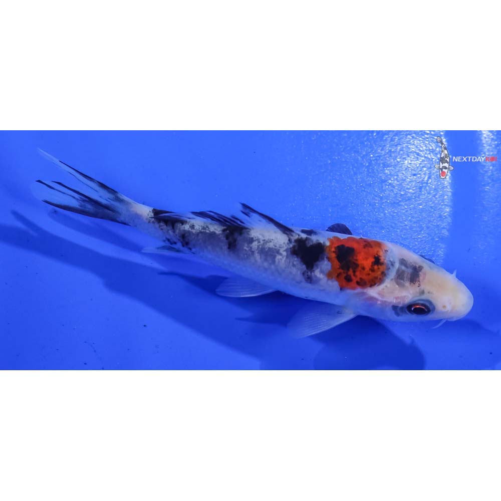 3.5” Imported Sanke