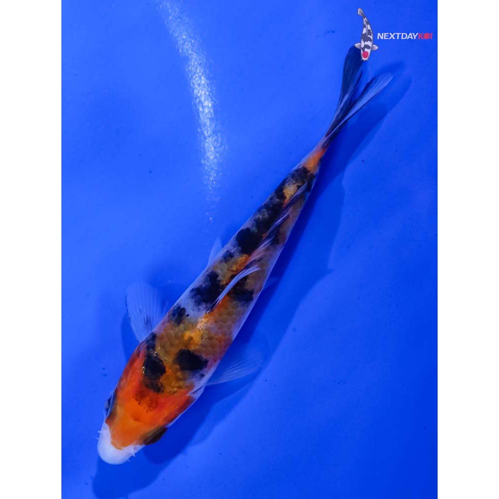 3.5” Imported Sanke