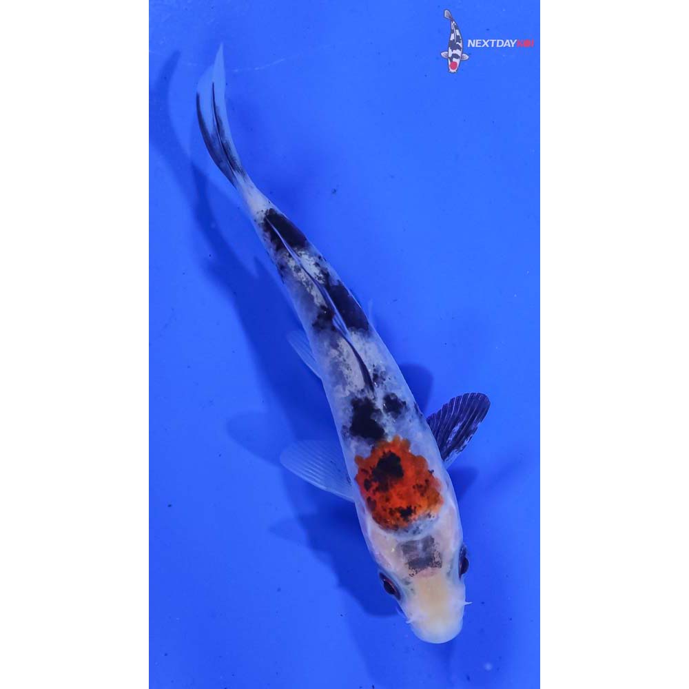 3.5” Imported Sanke