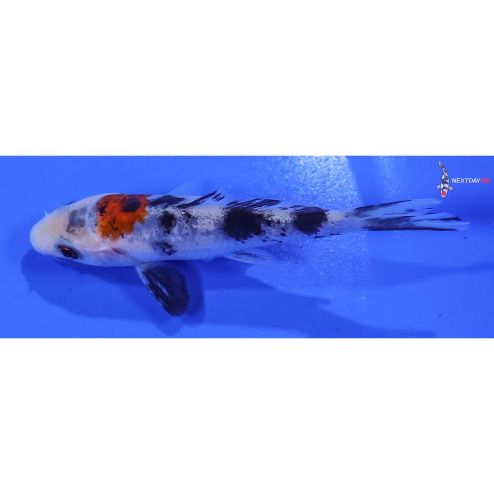 3.5” Imported Sanke