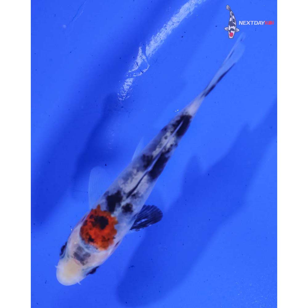 3.5” Imported Sanke