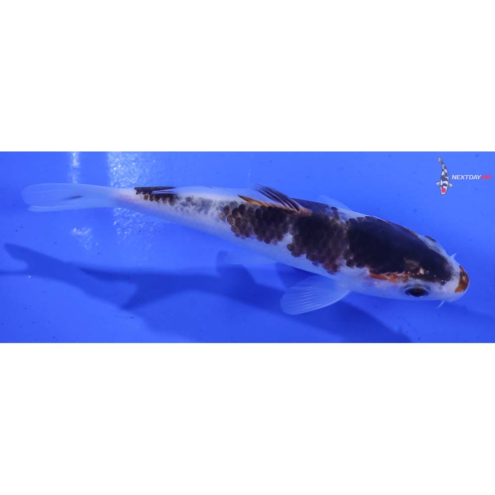 4” Imported Goromo