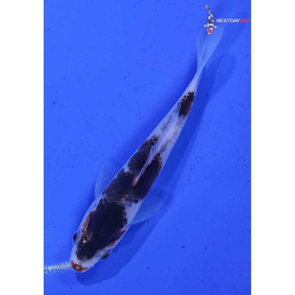 4” Imported Goromo