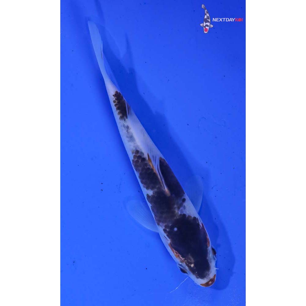 4” Imported Goromo