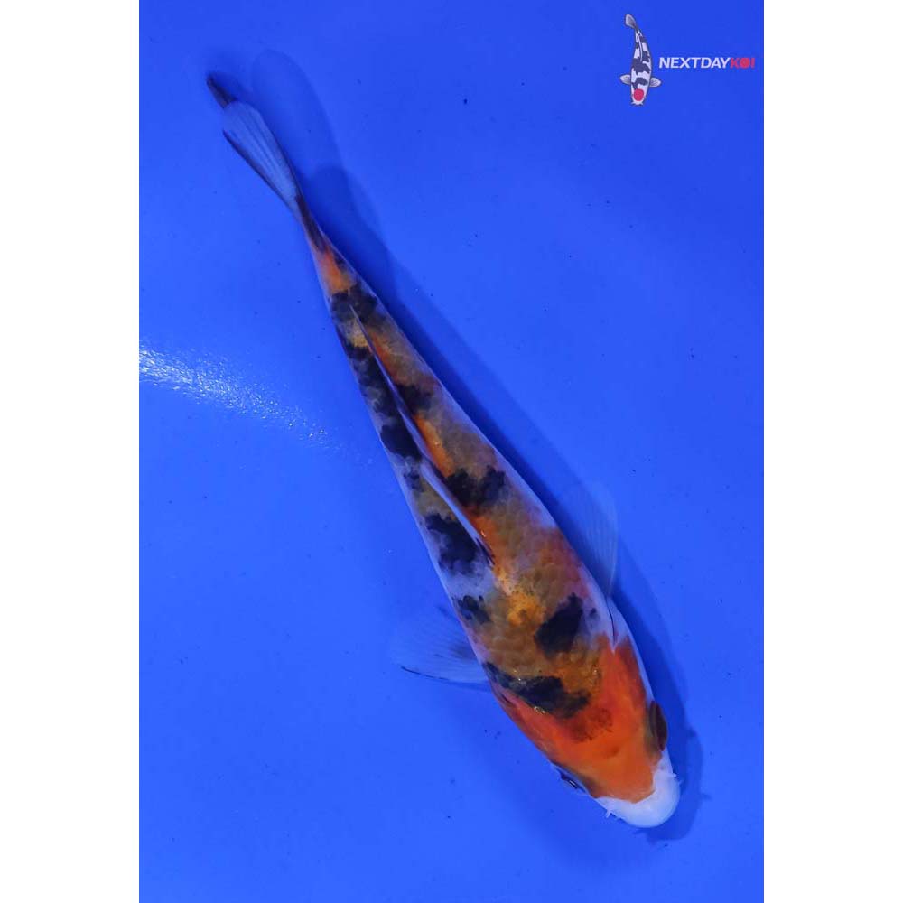 3.5” Imported Sanke