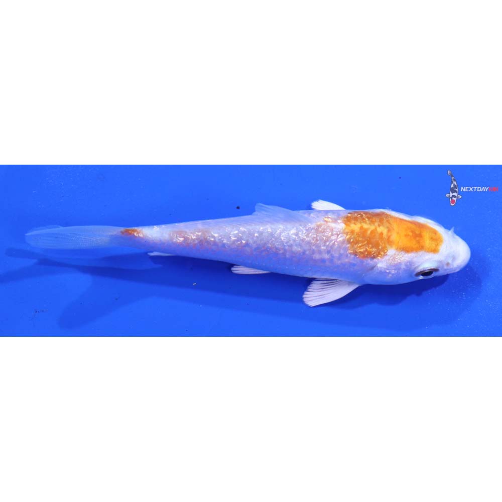 3.5” Imported Gin Rin Hariwake