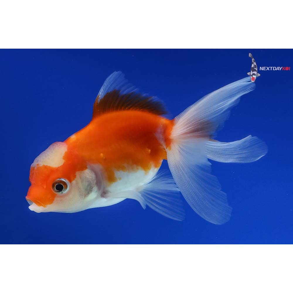 3.5” Imported Red and White Oranda