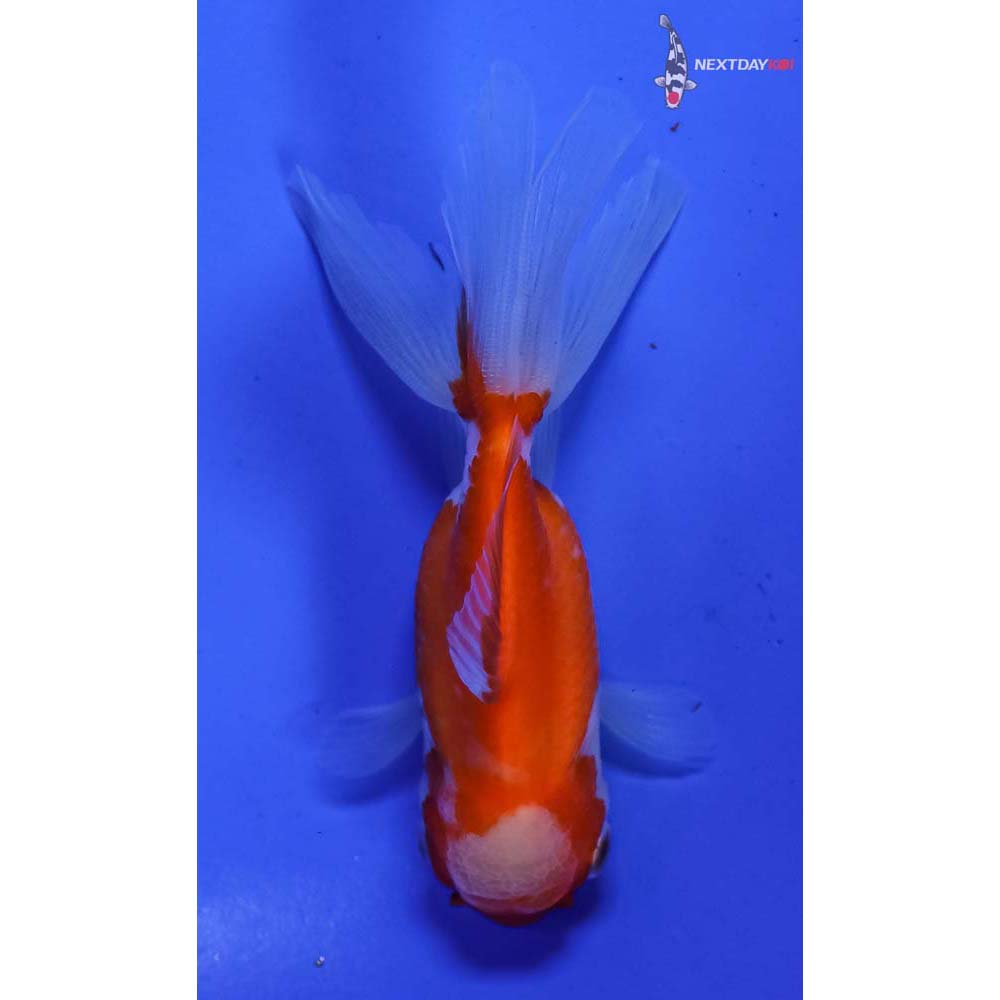 3.5” Imported Red and White Oranda