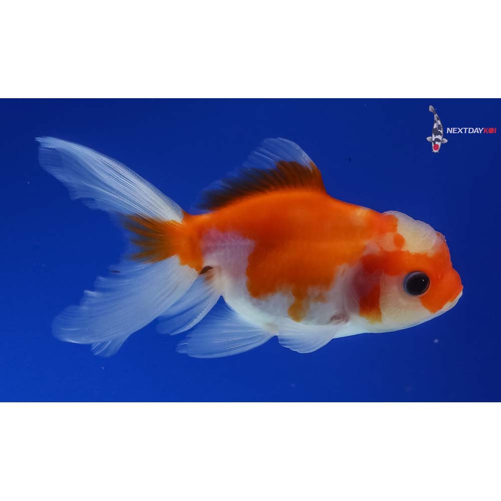 3.5” Imported Red and White Oranda