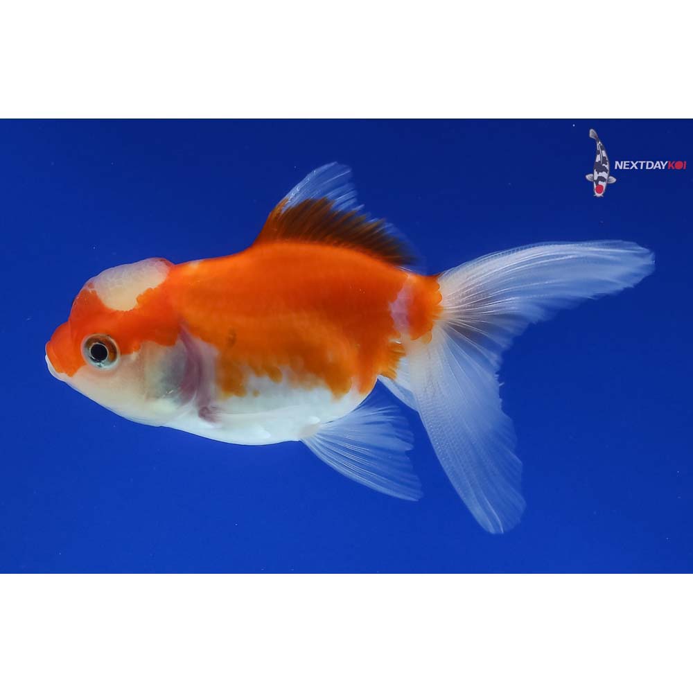 3.5” Imported Red and White Oranda