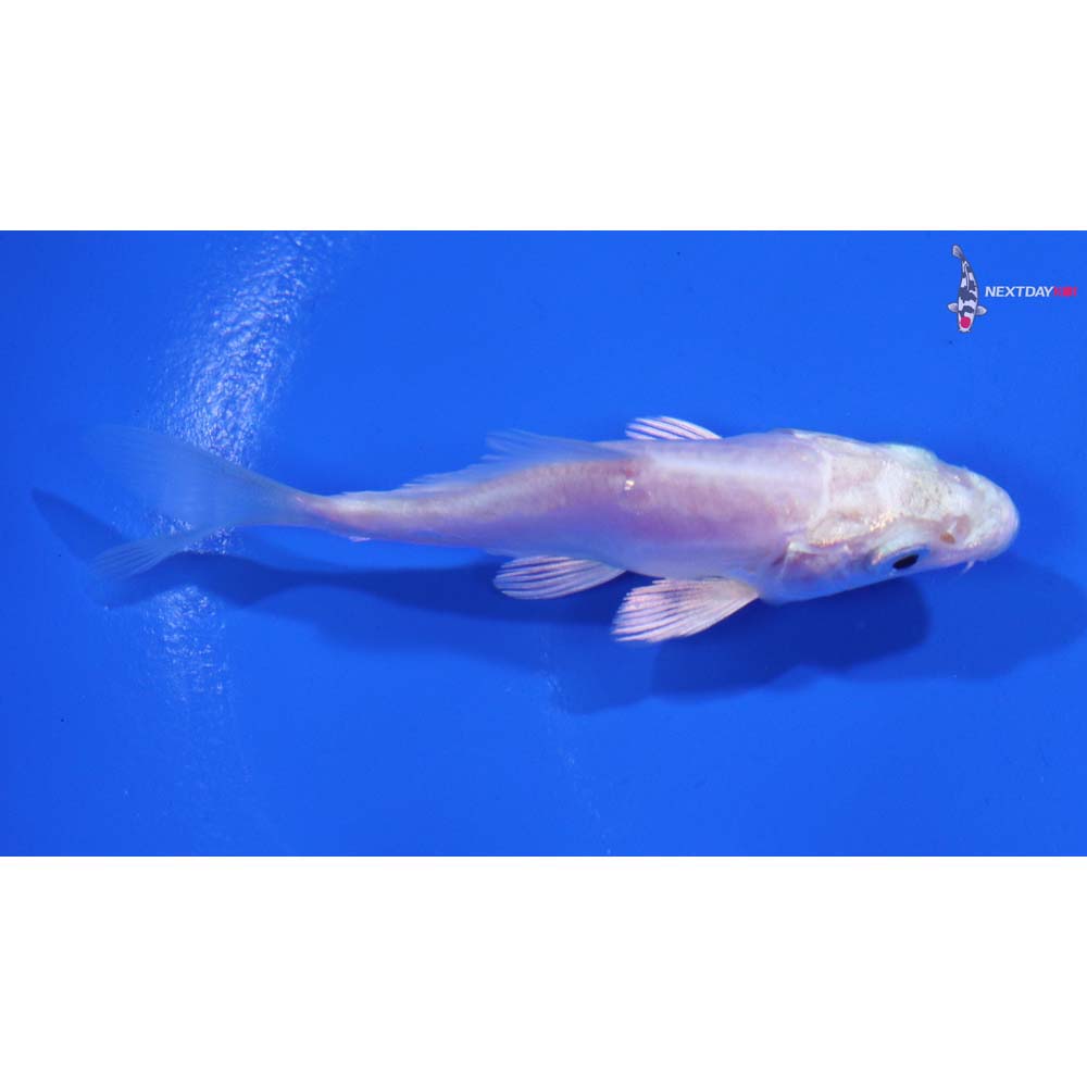 3” Imported Doitsu Platinum Ogon