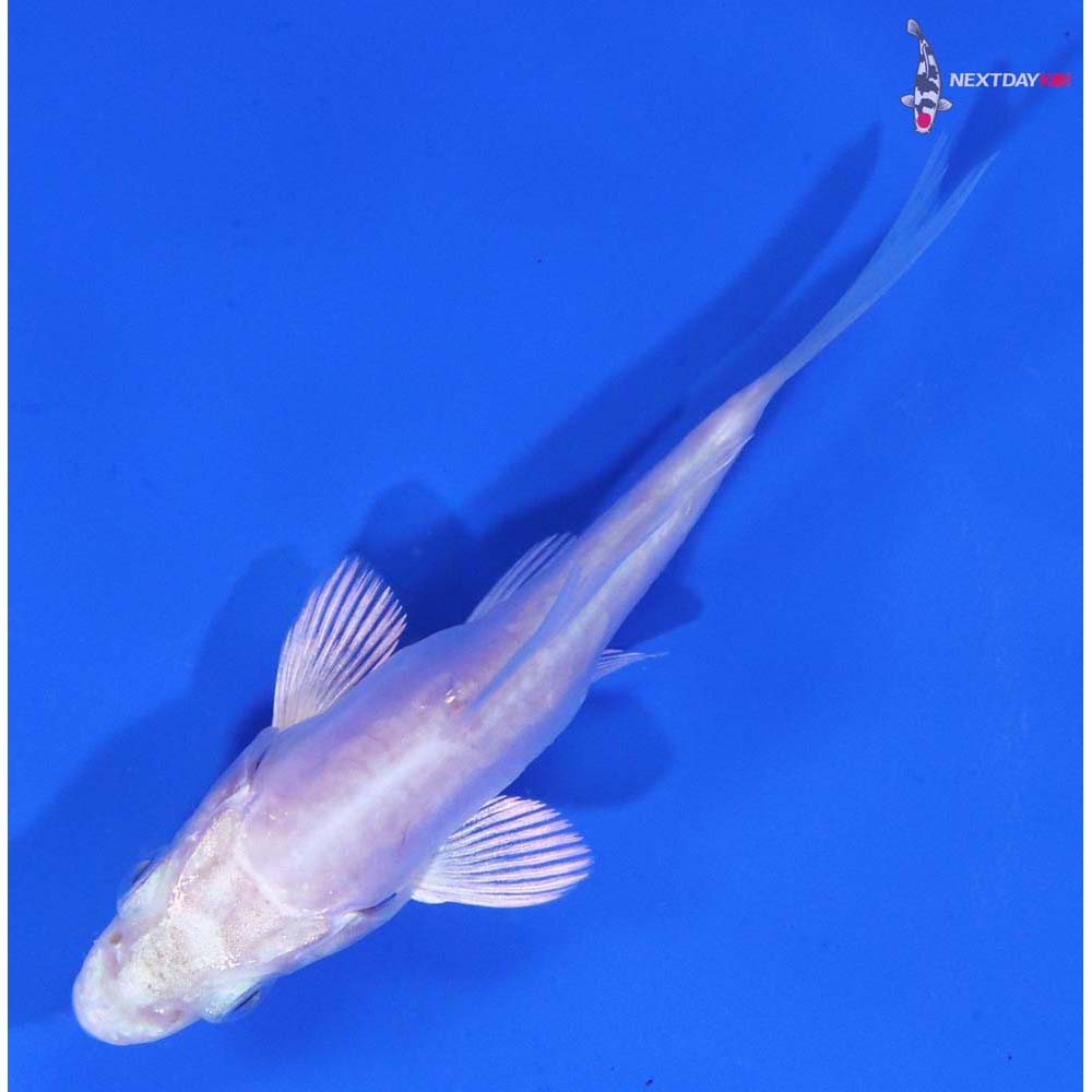 3” Imported Doitsu Platinum Ogon