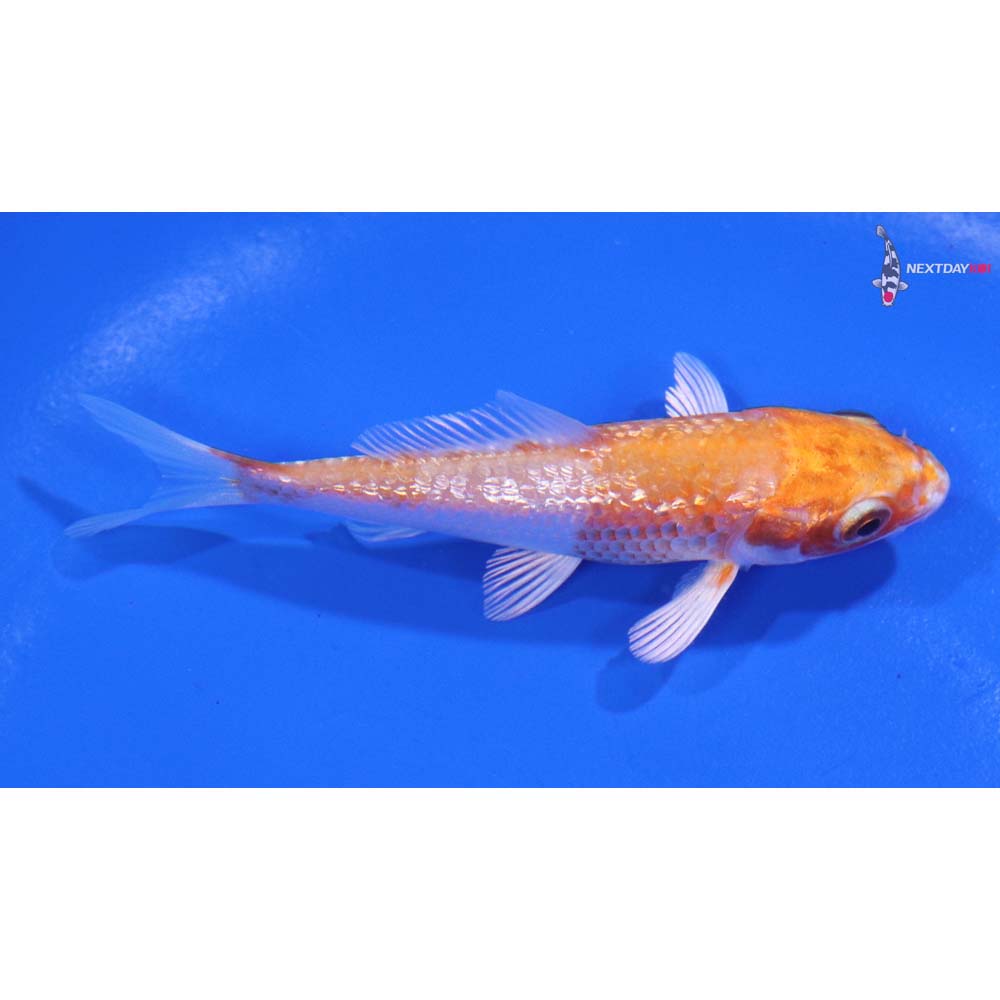 3.5” Imported Gin Rin Hariwake