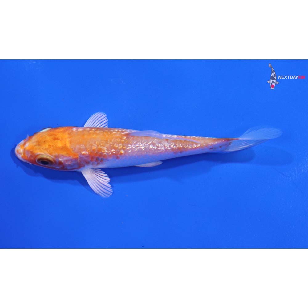 3.5” Imported Gin Rin Hariwake