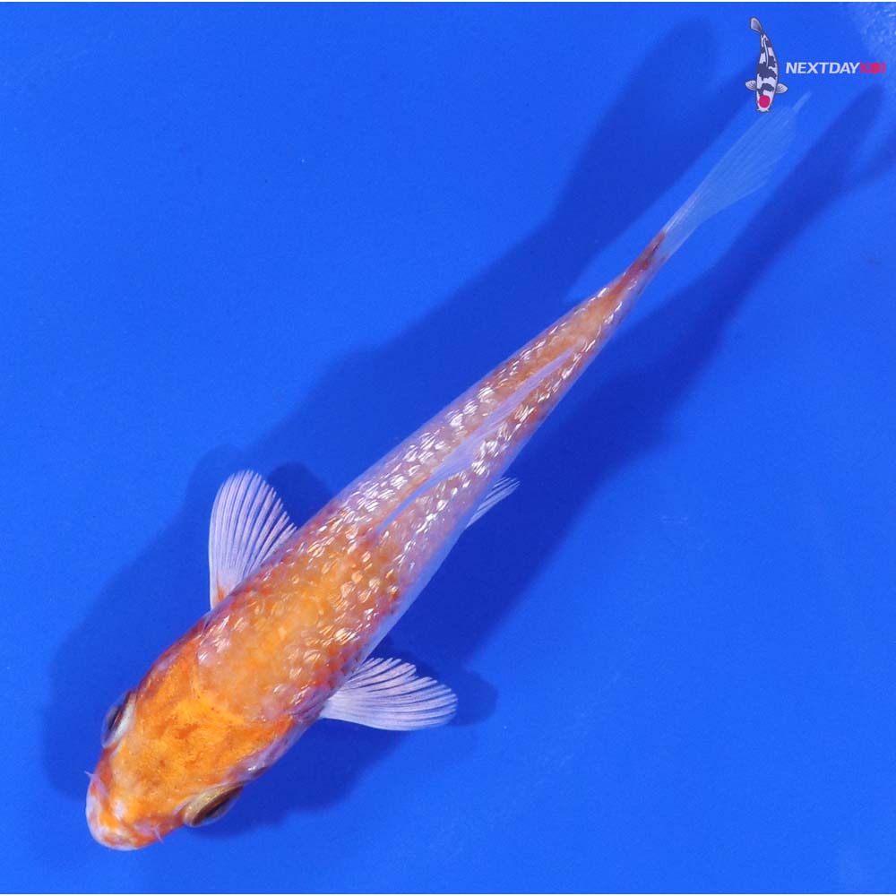 3.5” Imported Gin Rin Hariwake