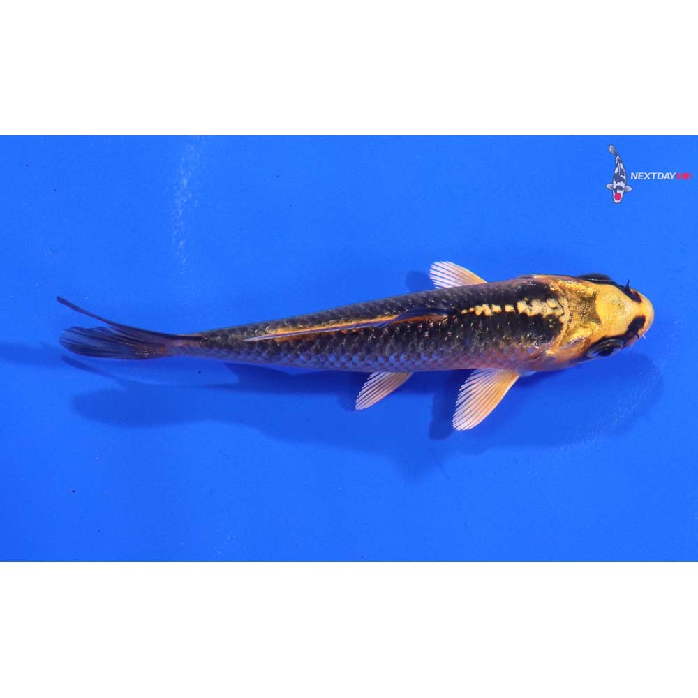 3.5” Imported Orenji Matsuba