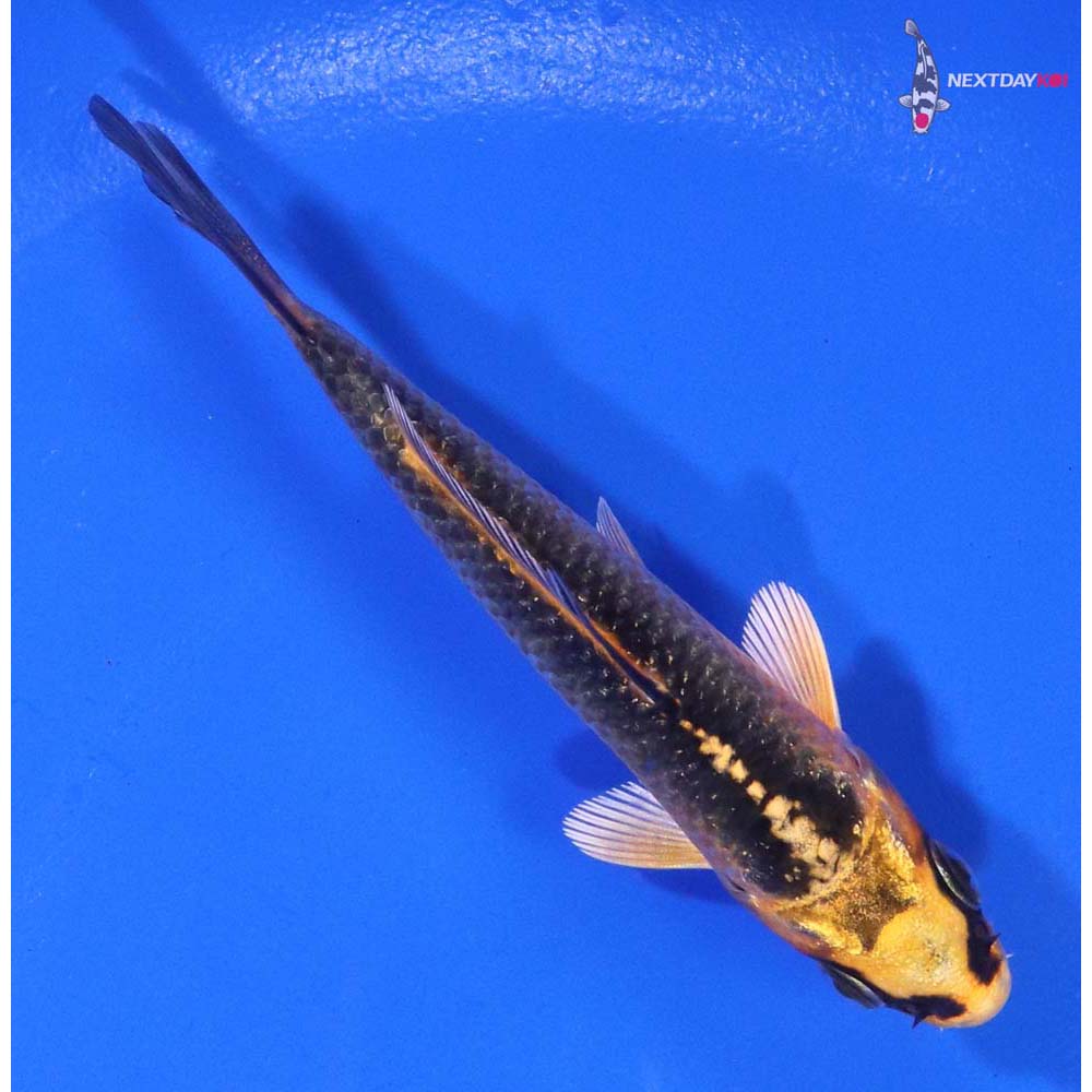 3.5” Imported Orenji Matsuba