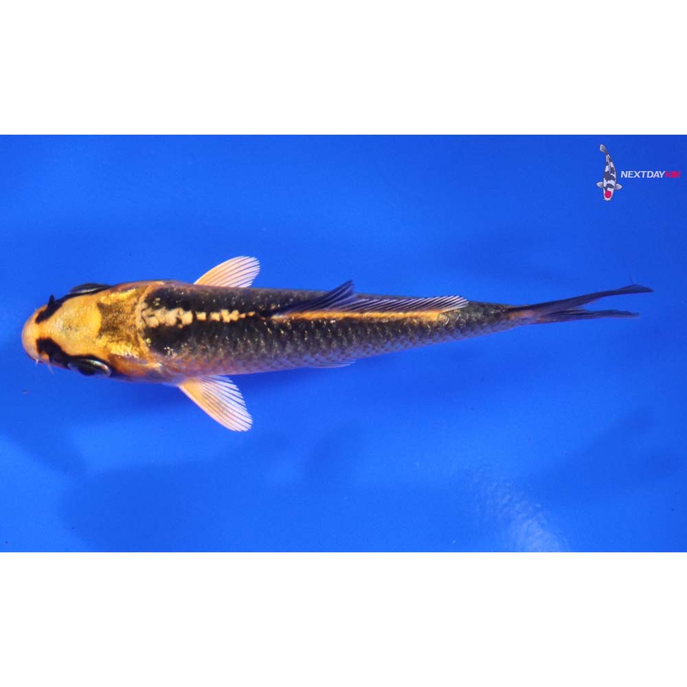 3.5” Imported Orenji Matsuba