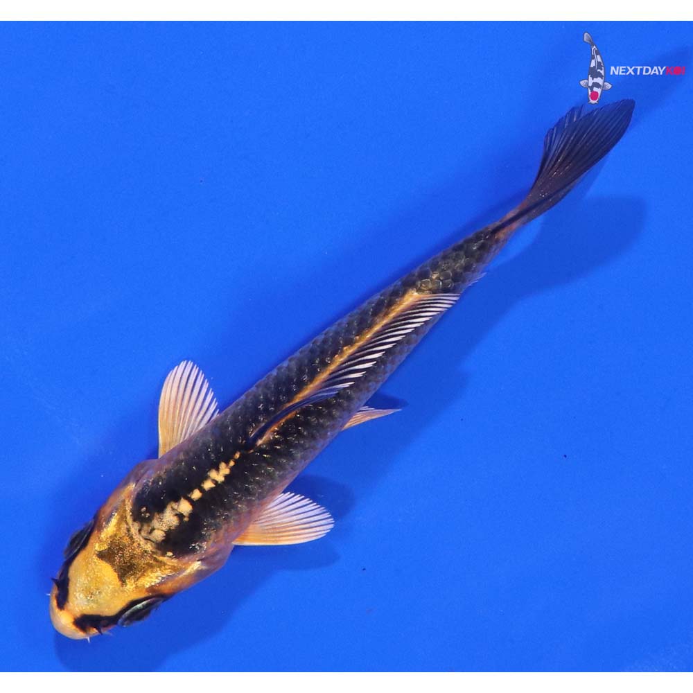 3.5” Imported Orenji Matsuba